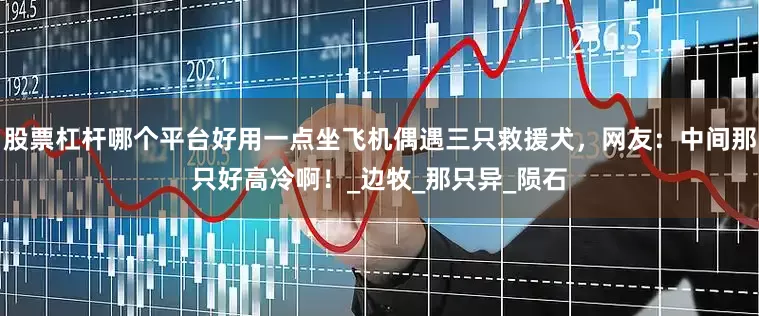 股票杠杆哪个平台好用一点坐飞机偶遇三只救援犬，网友：中间那只好高冷啊！_边牧_那只异_陨石
